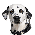 Dalmatian Dog