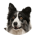 Collie Dog